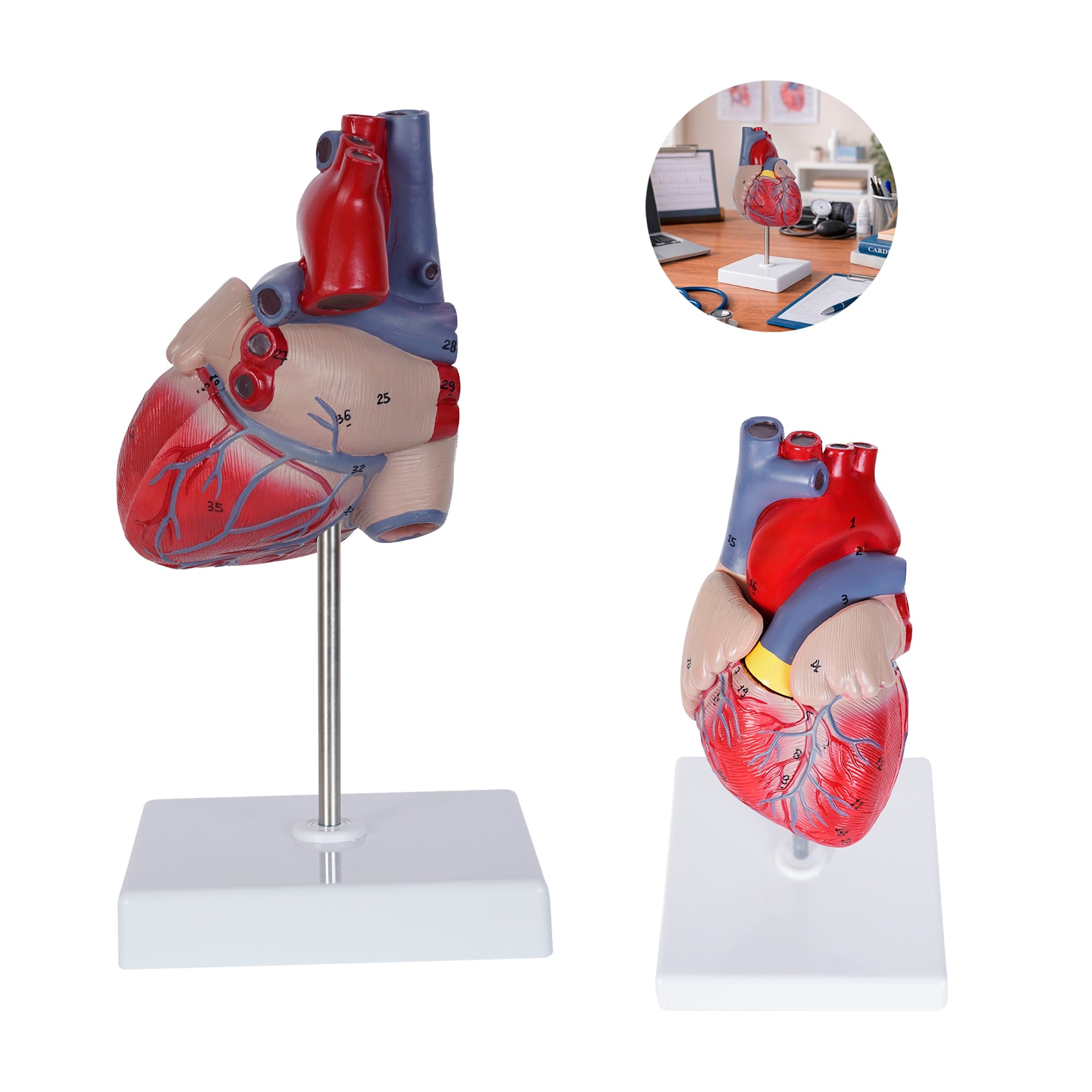 Modelo Anatómico Cardio, artículo promocional personalizable