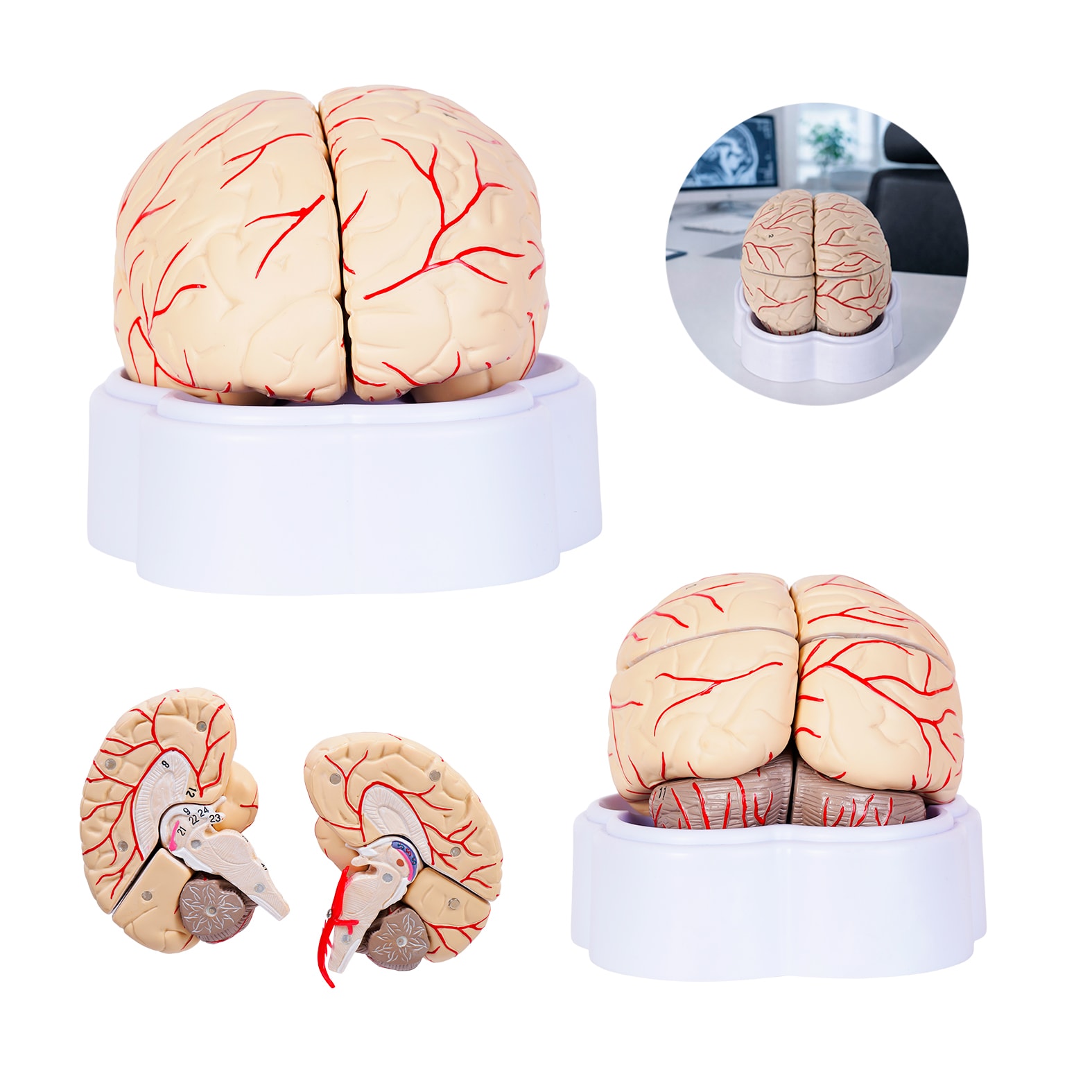 Modelo Anatómico de Cerebro Encefalo, artículo promocional personalizable