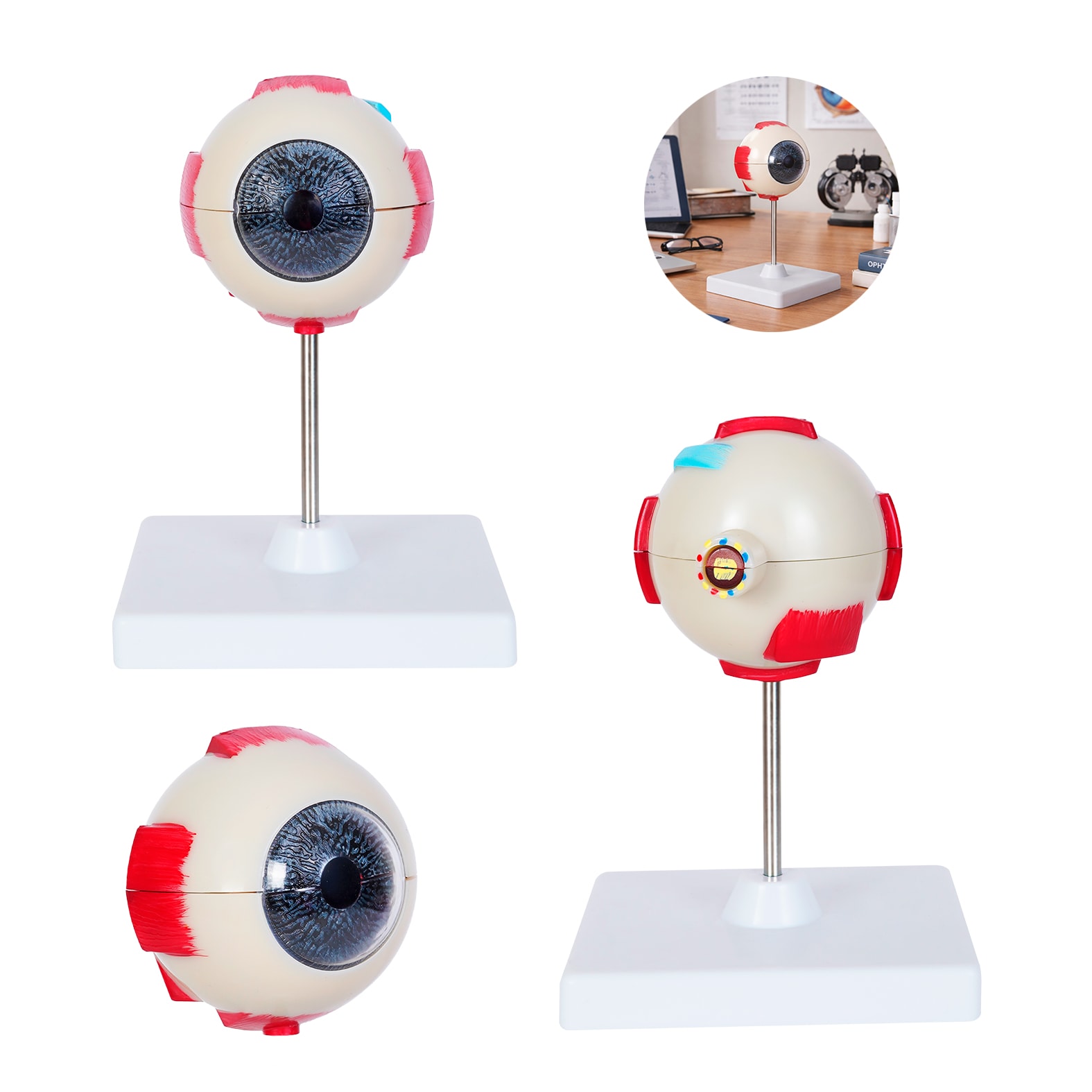 Modelo Anatómico de Ojo Oftalmo, artículo promocional personalizable