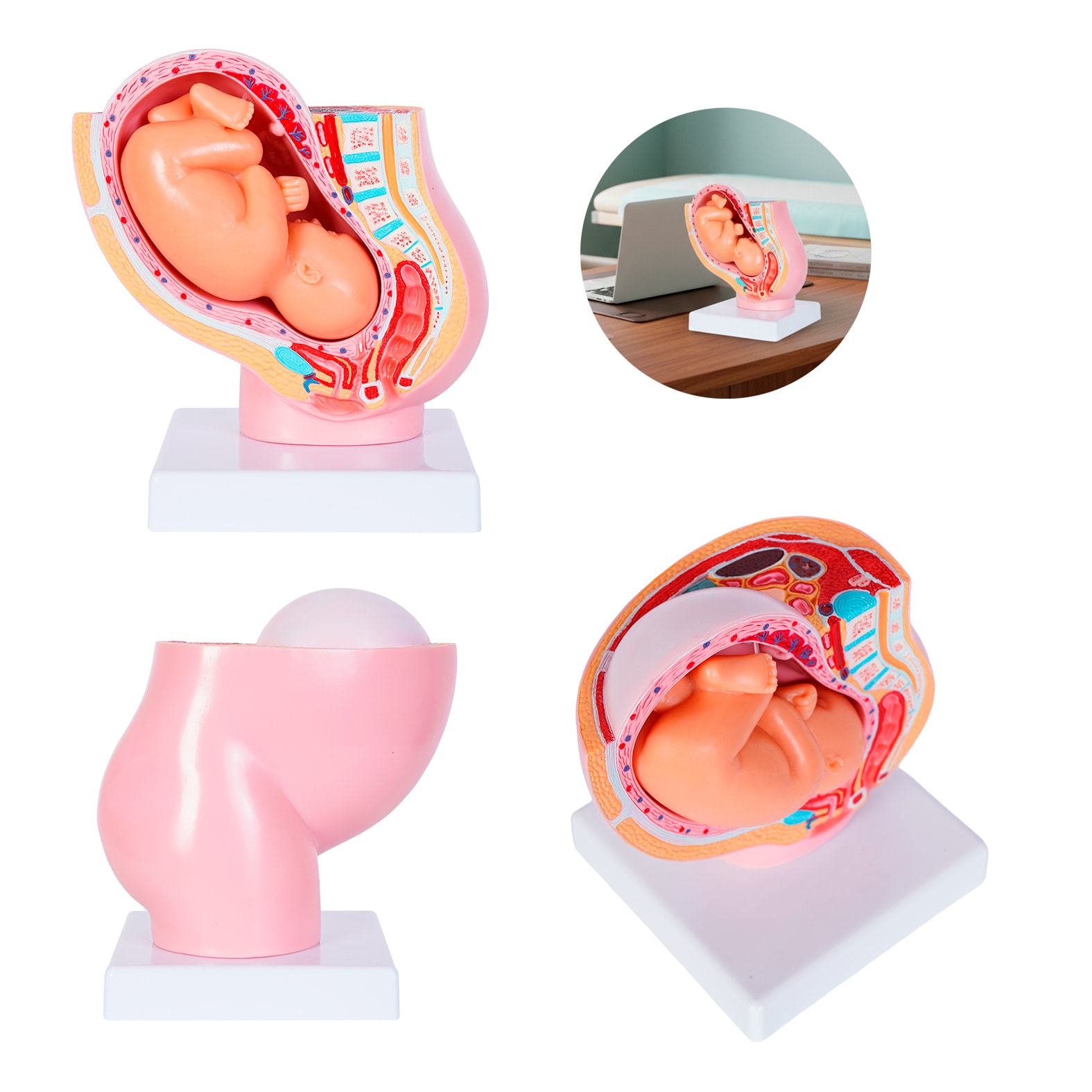 Modelo Anatómico Saco, artículo promocional personalizable