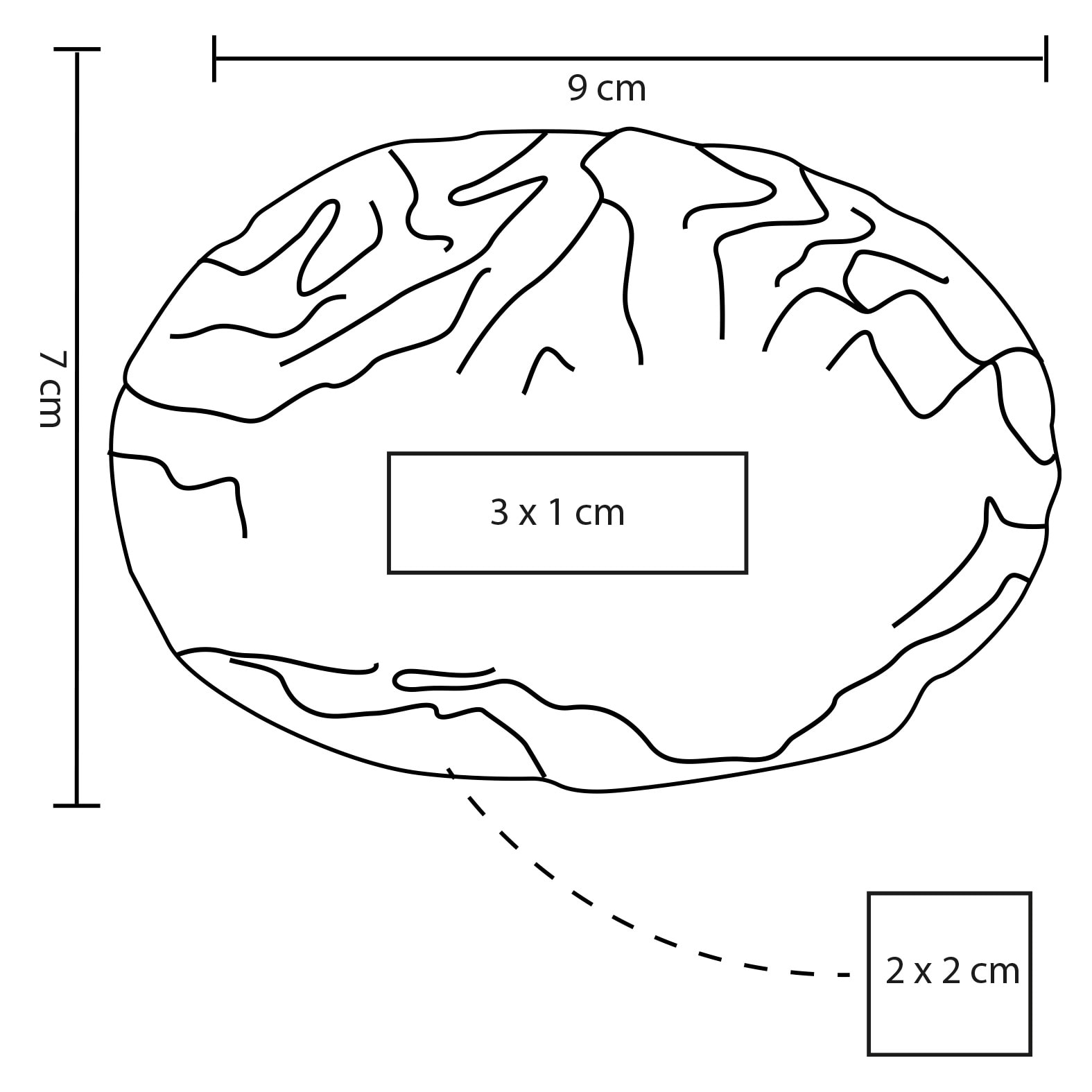 Plantilla con medidas y área de impresión de Squishy Cerebro