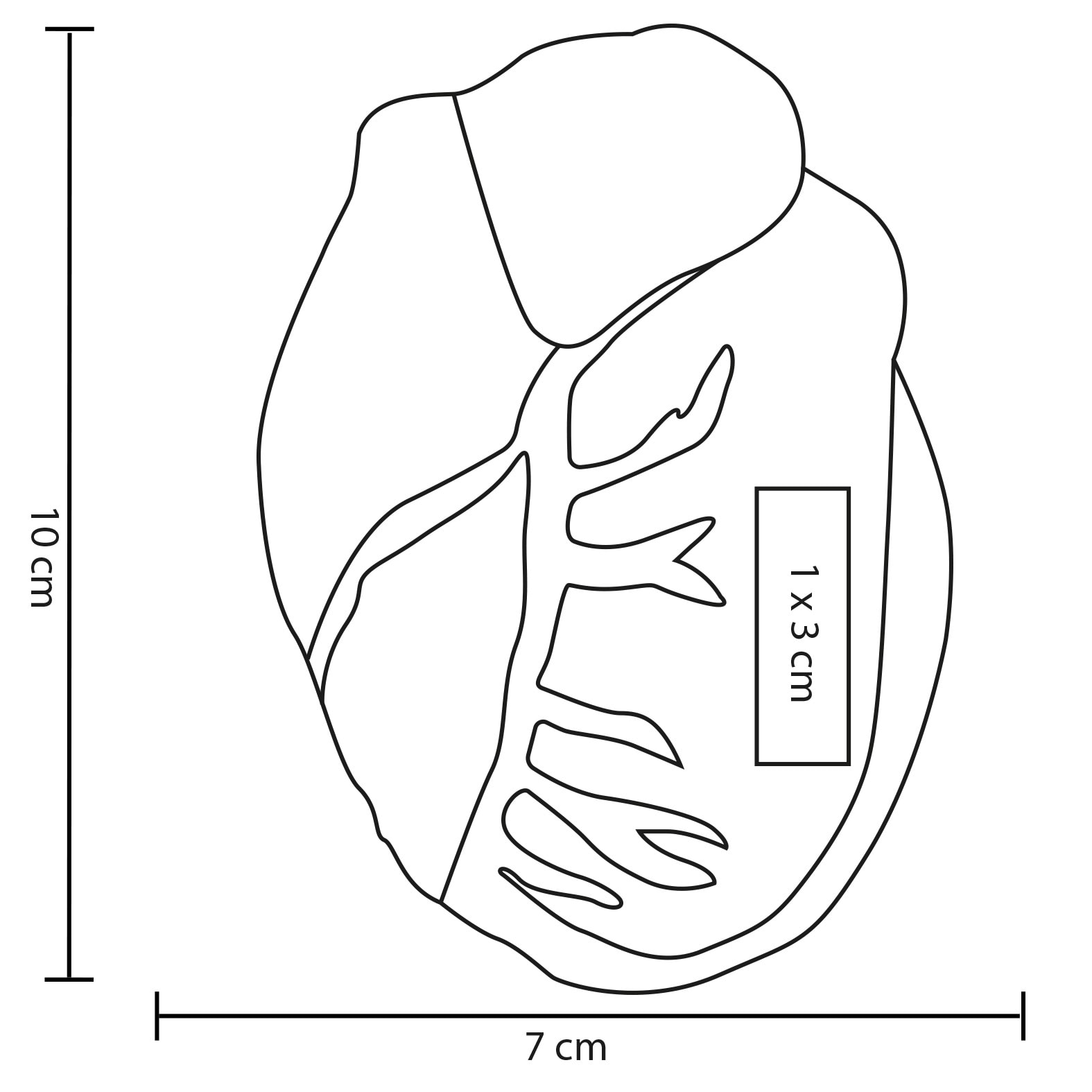 Plantilla con medidas y área de impresión de Squishy Heart