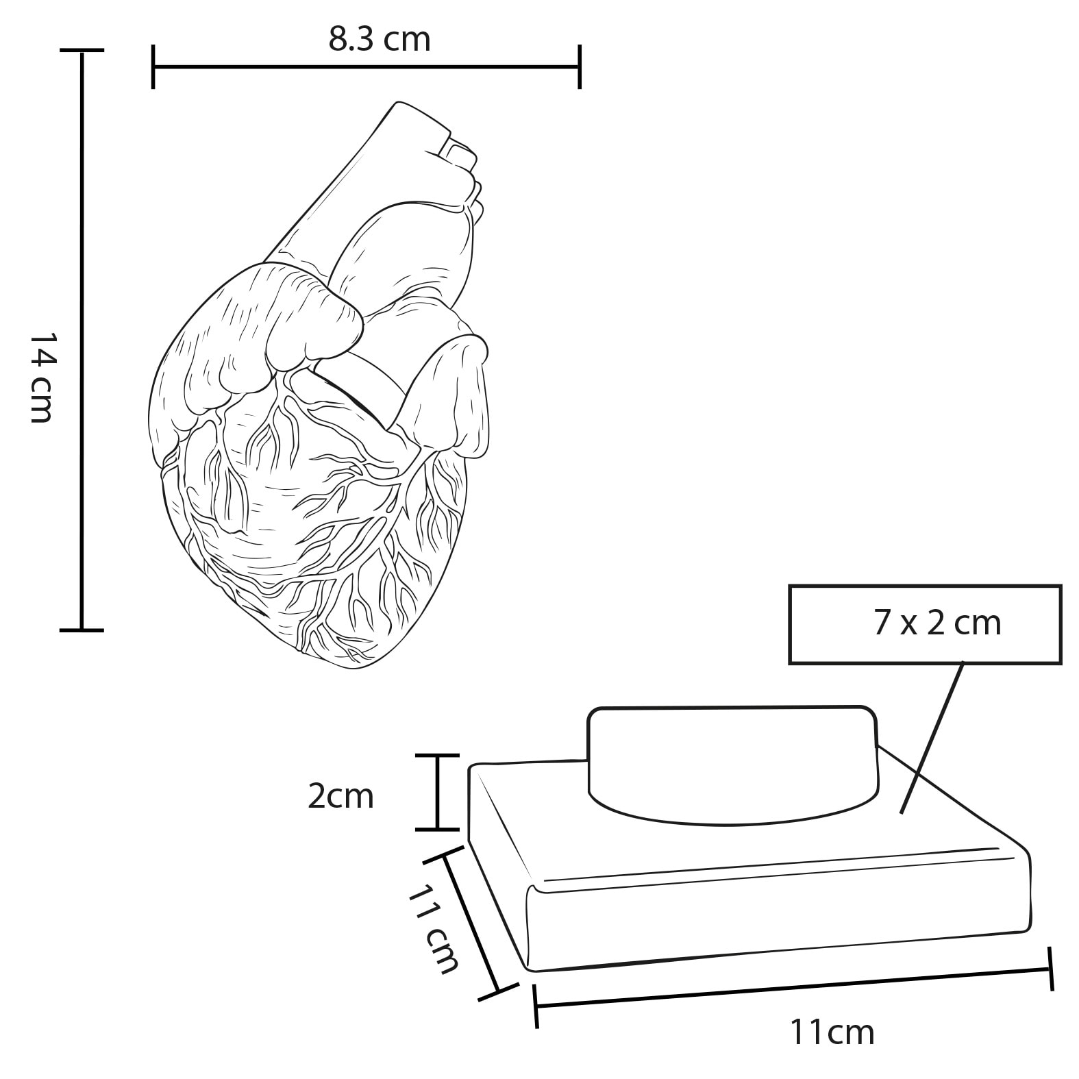 Plantilla con medidas y área de impresión de Modelo Anatómico Cardio