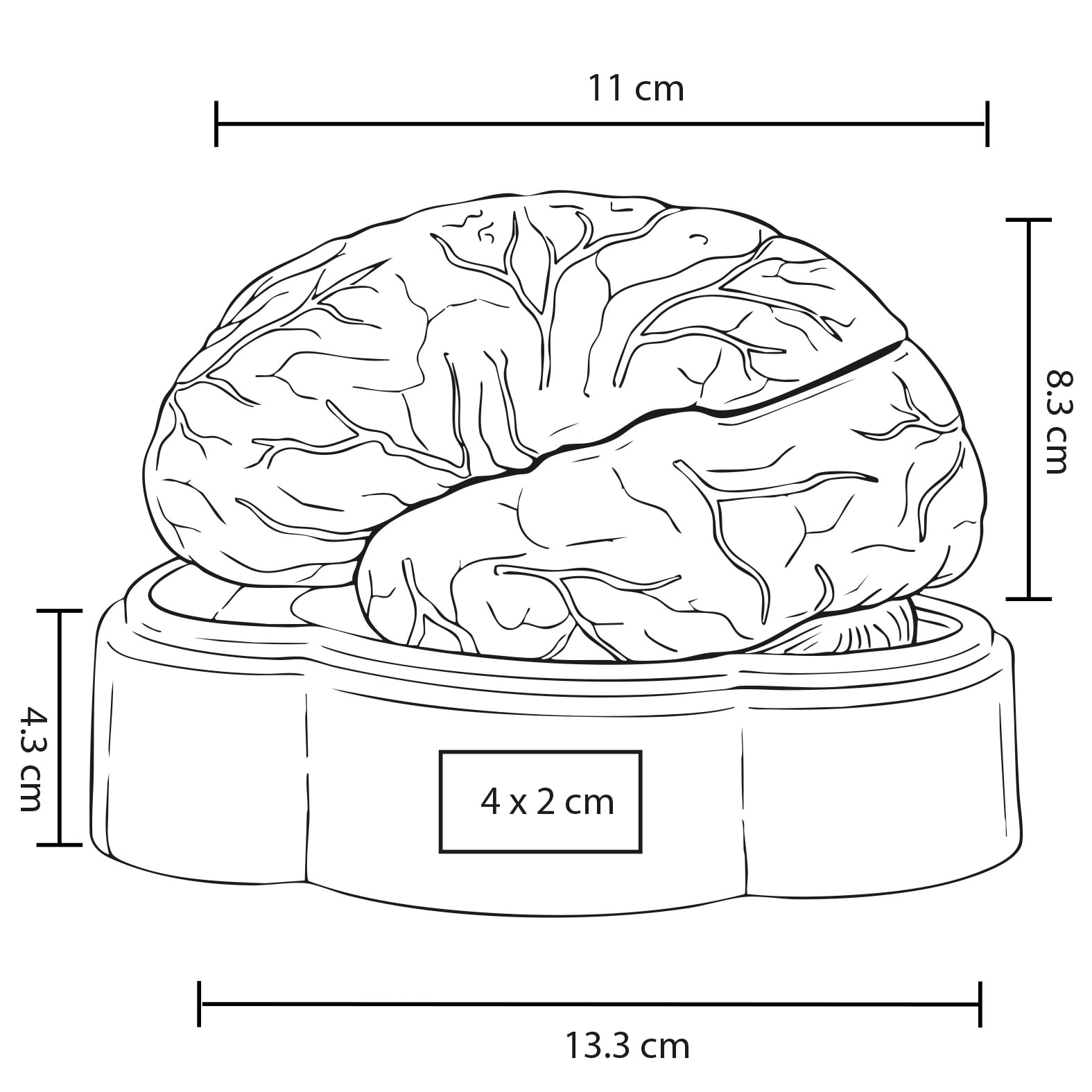 Plantilla con medidas y área de impresión de Modelo Anatómico de Cerebro Encefalo