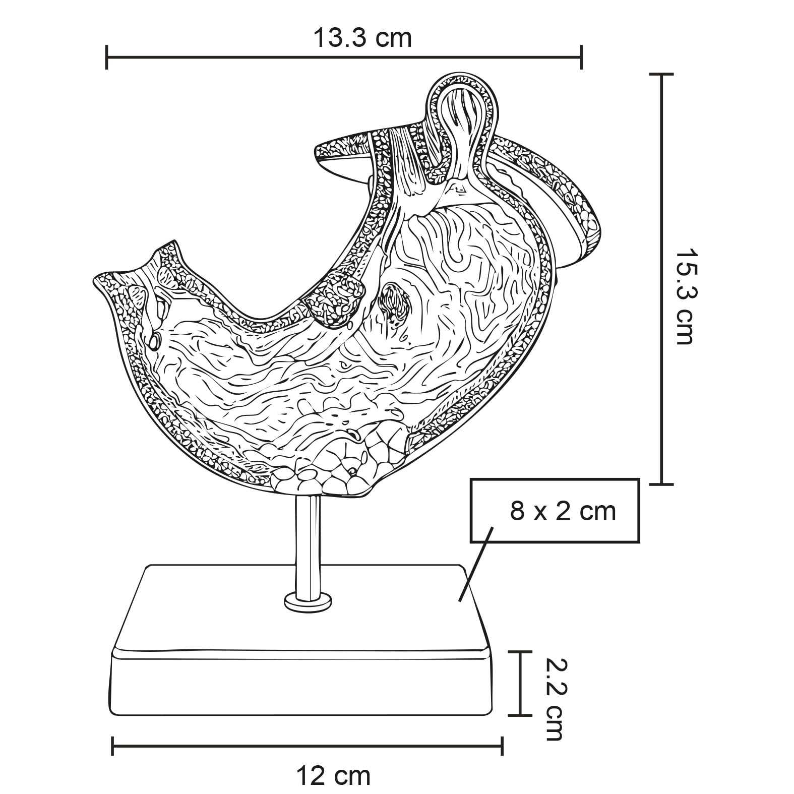 Plantilla con medidas y área de impresión de Modelo Anatómico Gastro