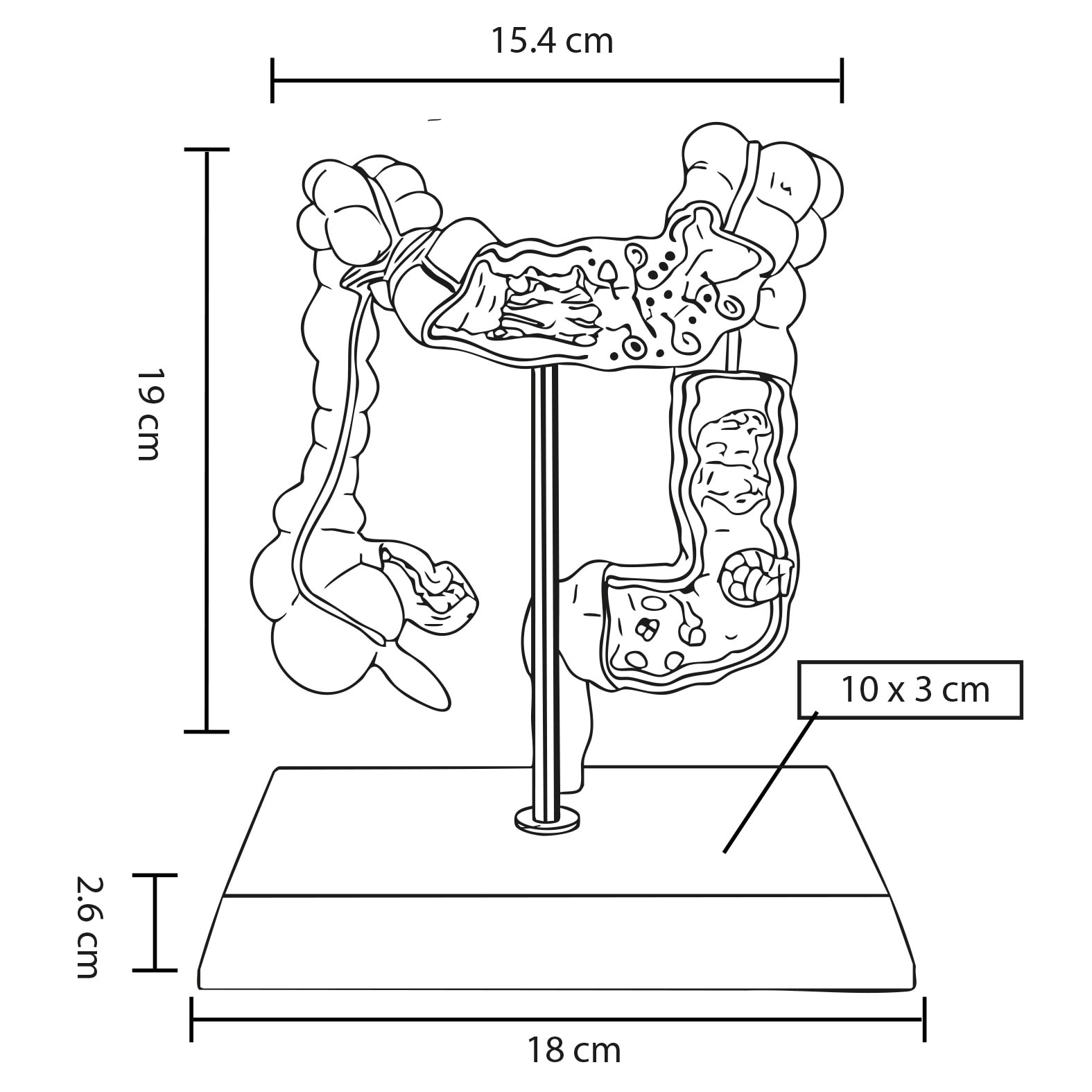 Plantilla con medidas y área de impresión de Modelo Anatómico Colon