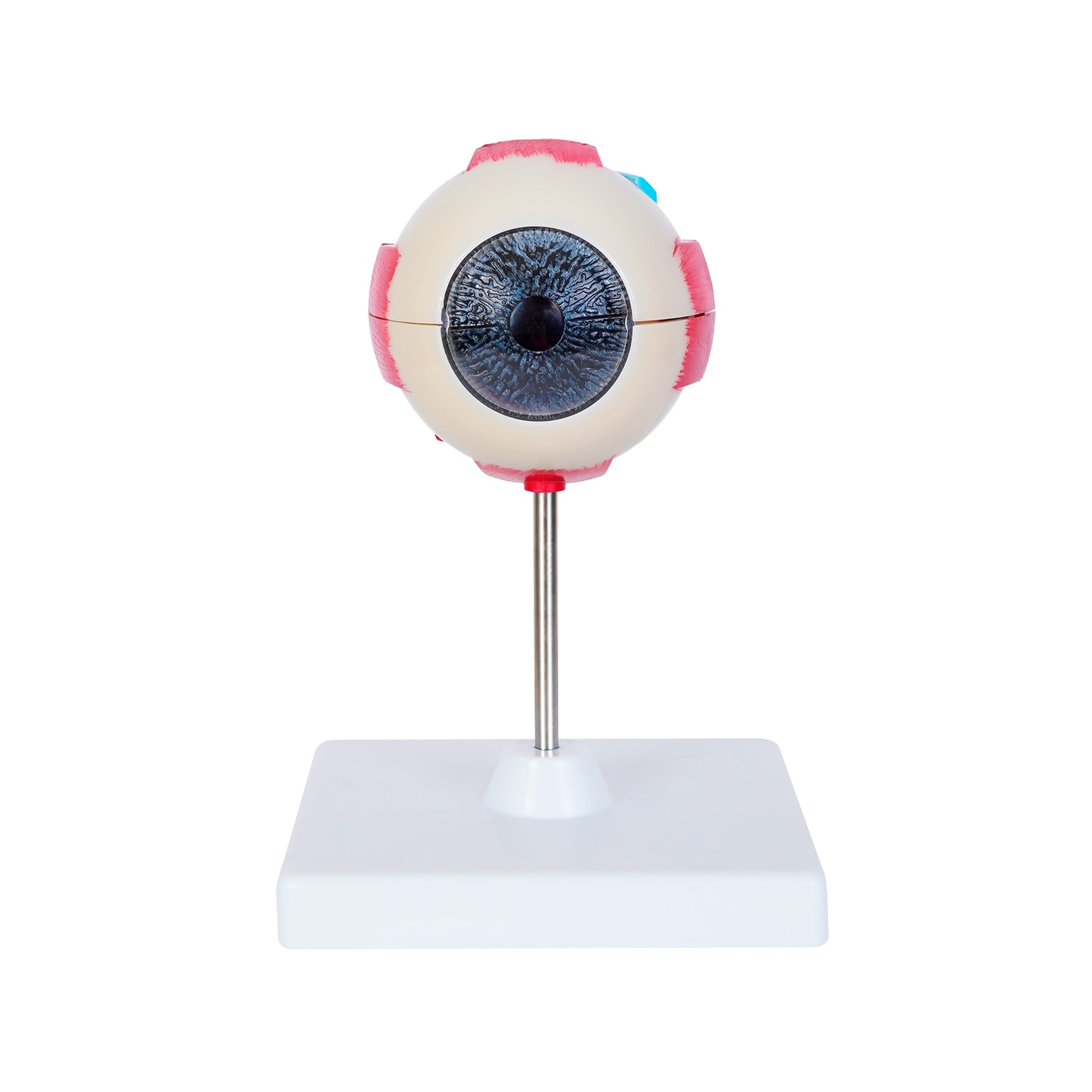 Modelo Anatómico de Ojo Oftalmo, artículo promocional personalizable